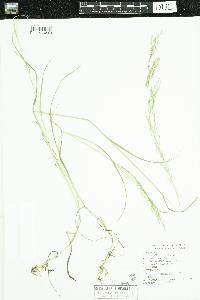 Poa pratensis image
