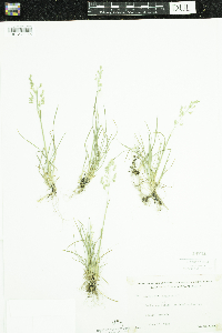 Poa pratensis image
