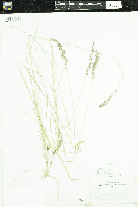 Poa pratensis image