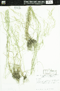 Poa pratensis image