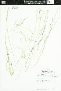 Poa pratensis image