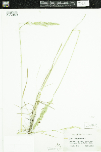 Poa pratensis image