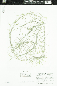 Potamogeton strictifolius image