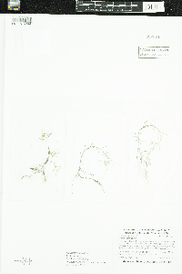 Callitriche palustris image