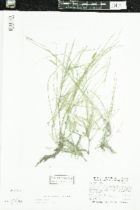 Potamogeton natans image