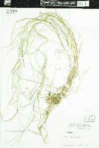 Poa nemoralis image