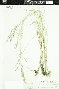 Thumbnail image of current specimen