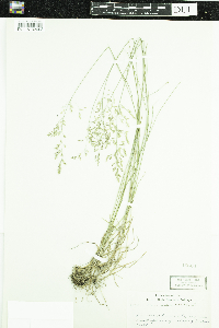 Thumbnail image of current specimen