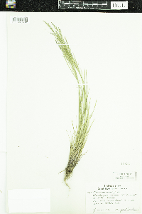 Poa nemoralis image