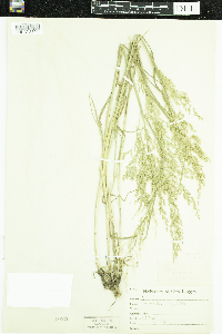 Media resource of Poa palustris