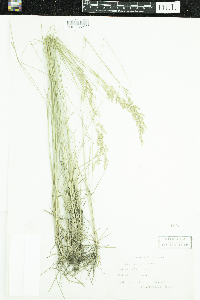 Poa arida image