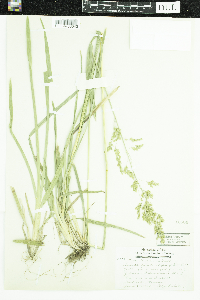 Poa chaixii image