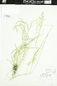Poa chaixii image