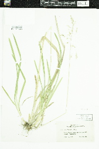 Poa chaixii image