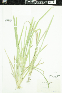 Poa chaixii image