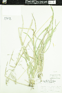 Poa chaixii image