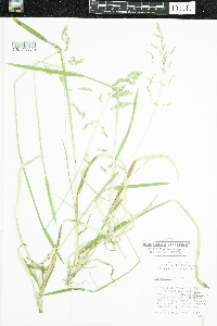 Poa chaixii image