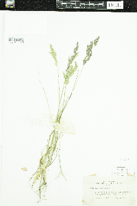 Media resource of Isoetes echinospora
