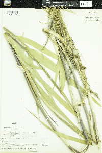 Phragmites australis subsp. americanus image