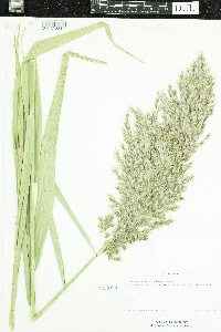 Phragmites australis subsp. australis image