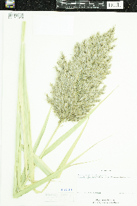 Phragmites australis subsp. australis image