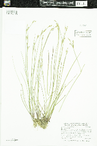 Juncus brevicaudatus image