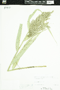 Phragmites australis subsp. americanus image