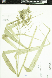 Phragmites australis subsp. americanus image