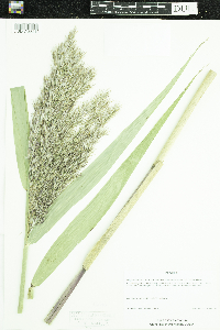 Phragmites australis subsp. americanus image