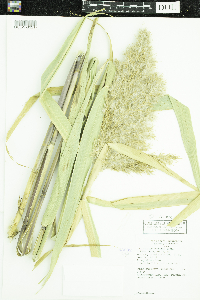 Phragmites australis subsp. americanus image