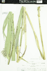 Phragmites australis subsp. americanus image