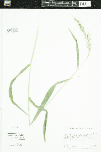 Elymus canadensis image