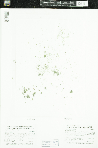 Wolffia columbiana image