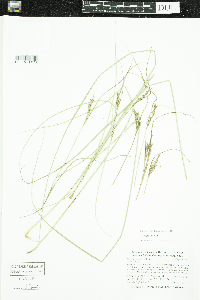 Carex lenticularis image