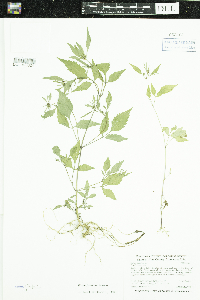 Bidens frondosa image