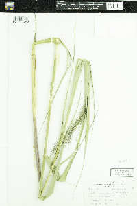 Phragmites australis subsp. americanus image