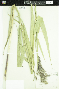 Phragmites australis subsp. americanus image