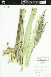 Phragmites australis subsp. americanus image