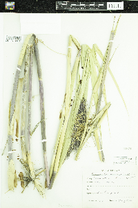Phragmites australis subsp. americanus image