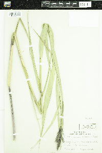 Phragmites australis image