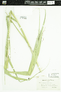 Phragmites australis image
