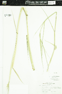 Phragmites australis image
