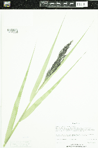 Phragmites australis subsp. australis image