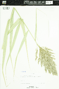 Phragmites australis subsp. australis image
