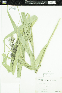 Phragmites australis image