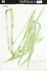 Phragmites australis image