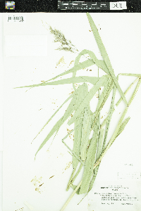 Phragmites australis image