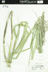 Phragmites australis image