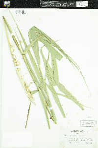 Phragmites australis image