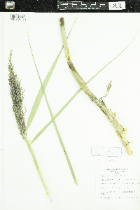 Phragmites australis image